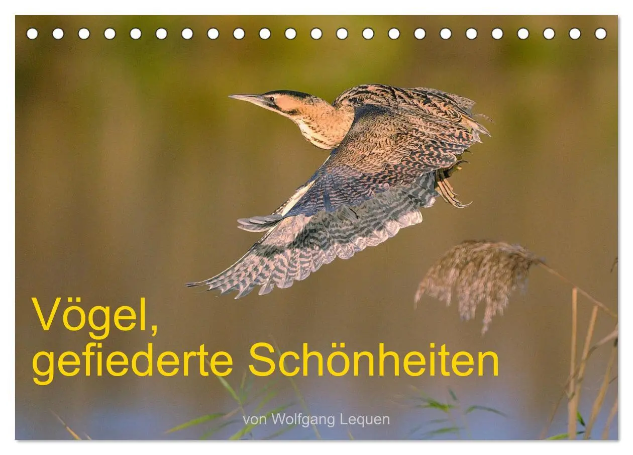 Cover: 9783457611999 | Vögel, Gefiederte Schönheiten (Tischkalender 2026 DIN A5 quer),...