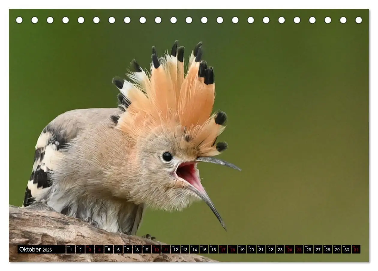 Bild: 9783457611999 | Vögel, Gefiederte Schönheiten (Tischkalender 2026 DIN A5 quer),...