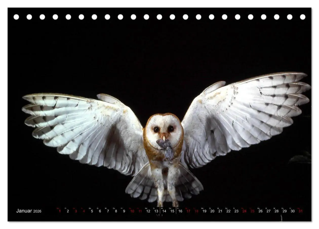 Bild: 9783457611999 | Vögel, Gefiederte Schönheiten (Tischkalender 2026 DIN A5 quer),...