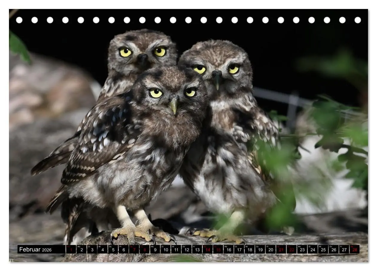 Bild: 9783457611999 | Vögel, Gefiederte Schönheiten (Tischkalender 2026 DIN A5 quer),...