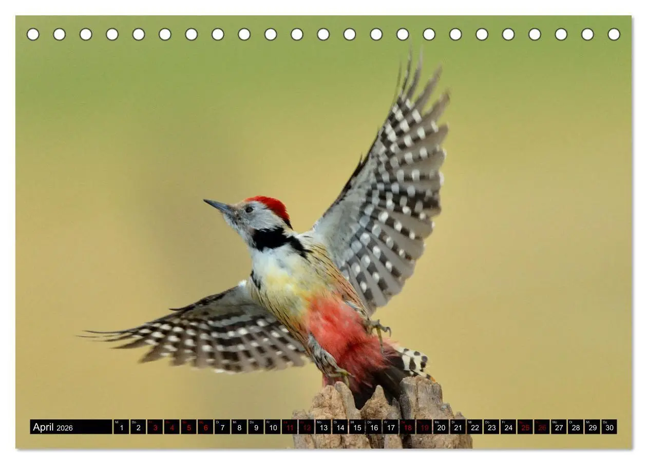 Bild: 9783457611999 | Vögel, Gefiederte Schönheiten (Tischkalender 2026 DIN A5 quer),...