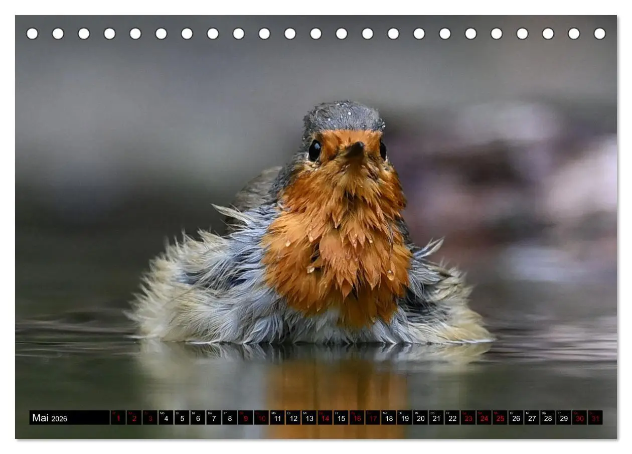 Bild: 9783457611999 | Vögel, Gefiederte Schönheiten (Tischkalender 2026 DIN A5 quer),...