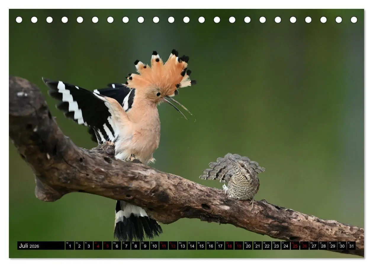Bild: 9783457611999 | Vögel, Gefiederte Schönheiten (Tischkalender 2026 DIN A5 quer),...