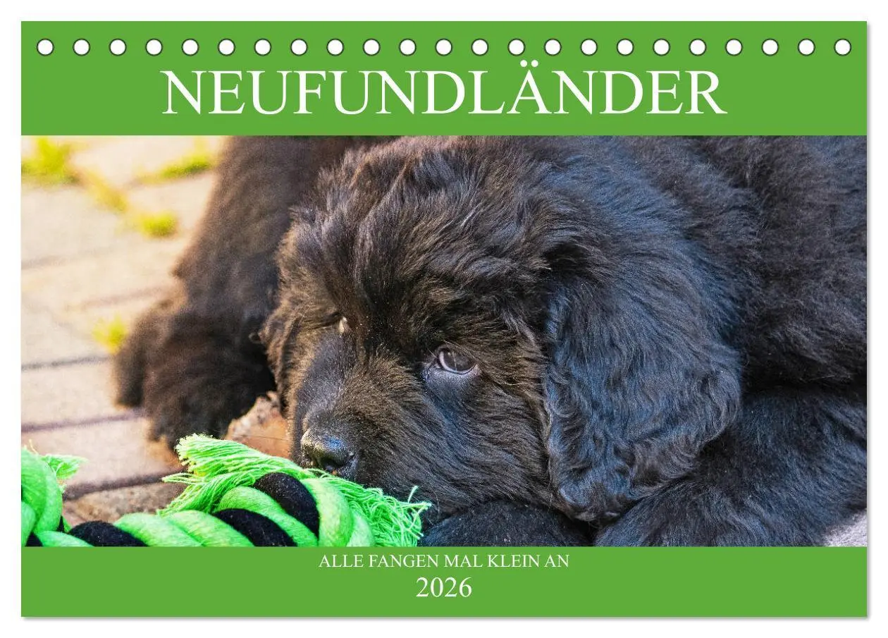 Cover: 9783457781999 | Neufundländer - Alle fangen mal klein an (Tischkalender 2026 DIN A5...