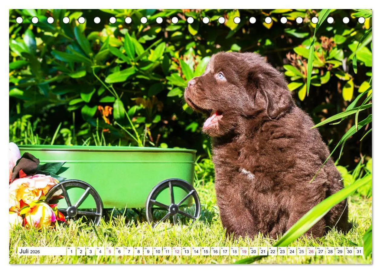 Bild: 9783457781999 | Neufundländer - Alle fangen mal klein an (Tischkalender 2026 DIN A5...