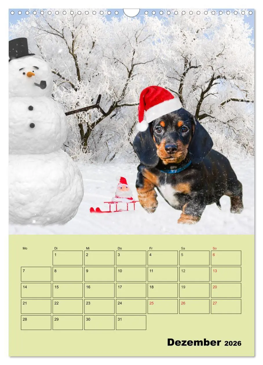 Bild: 9783516382099 | Dackelträume - Ein Familienplaner für das Jahr (Wandkalender 2026...