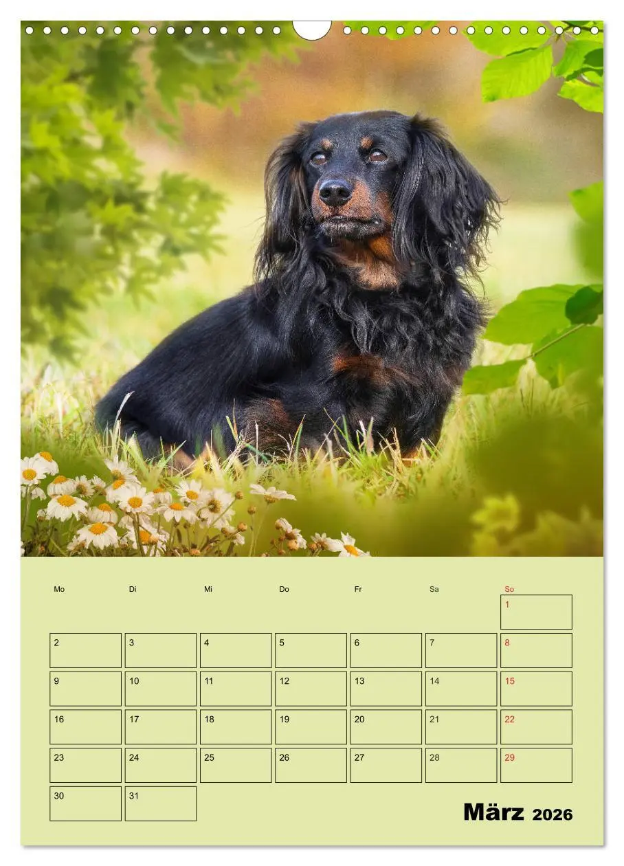 Bild: 9783516382099 | Dackelträume - Ein Familienplaner für das Jahr (Wandkalender 2026...