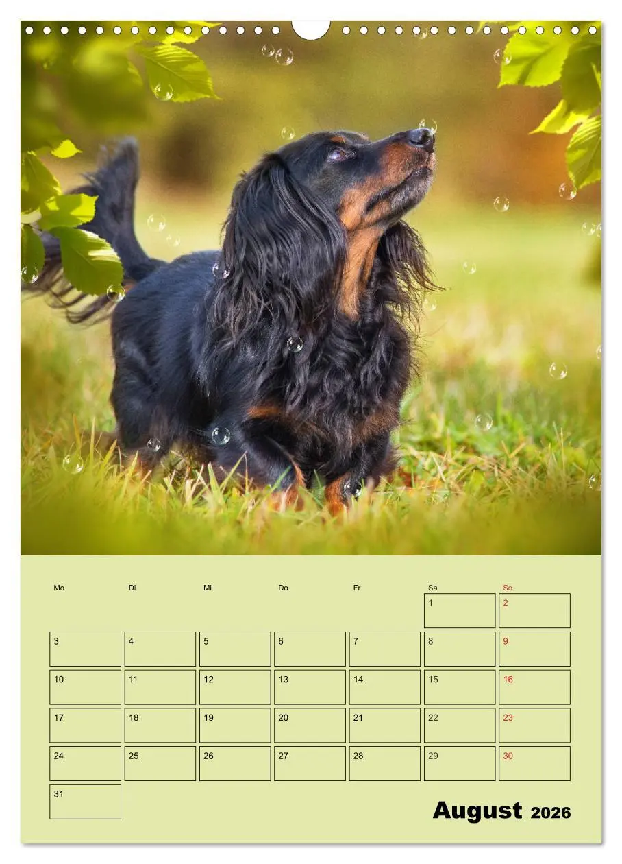 Bild: 9783516382099 | Dackelträume - Ein Familienplaner für das Jahr (Wandkalender 2026...