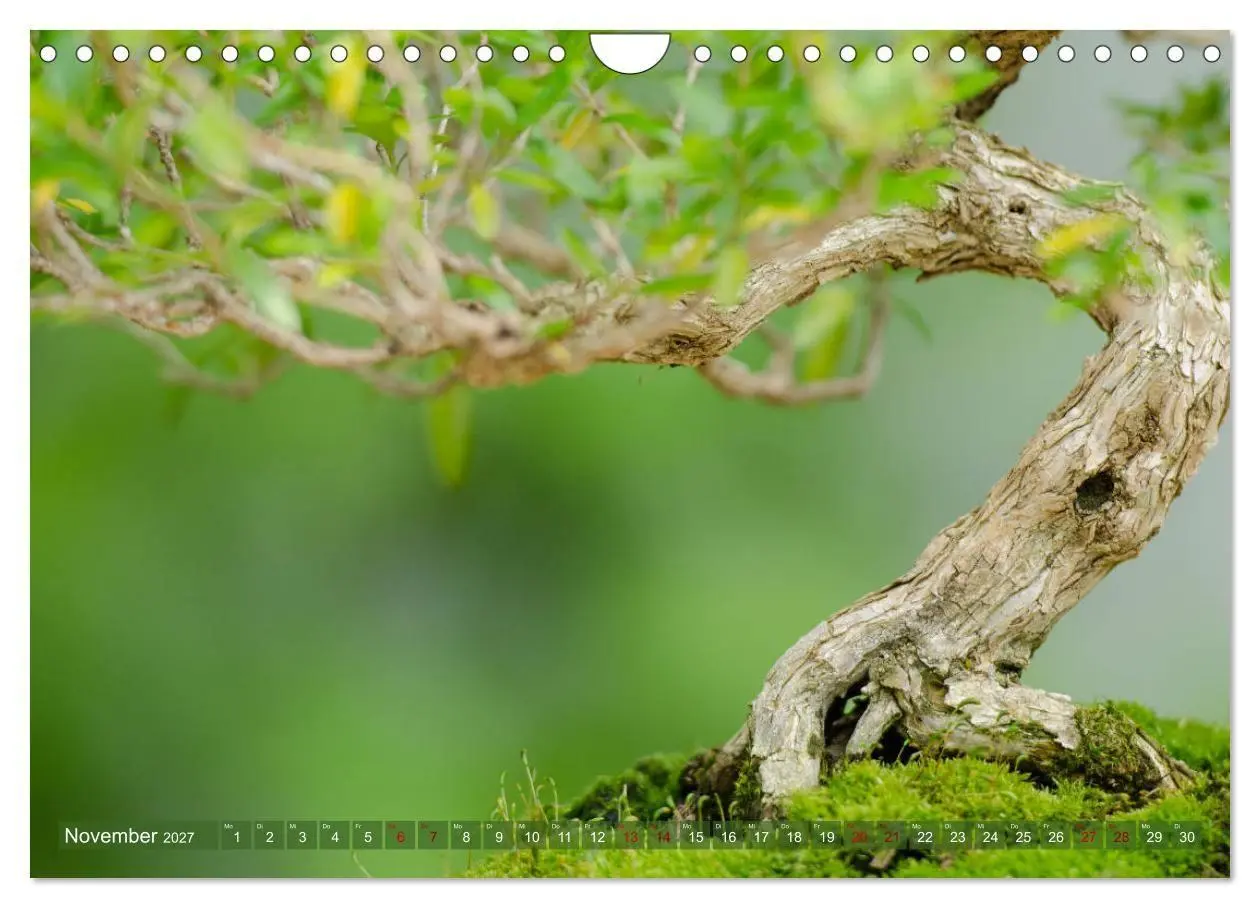 Bild: 9783569782099 | Bonsai ganz nah (Wandkalender 2027 DIN A4 quer), CALVENDO...