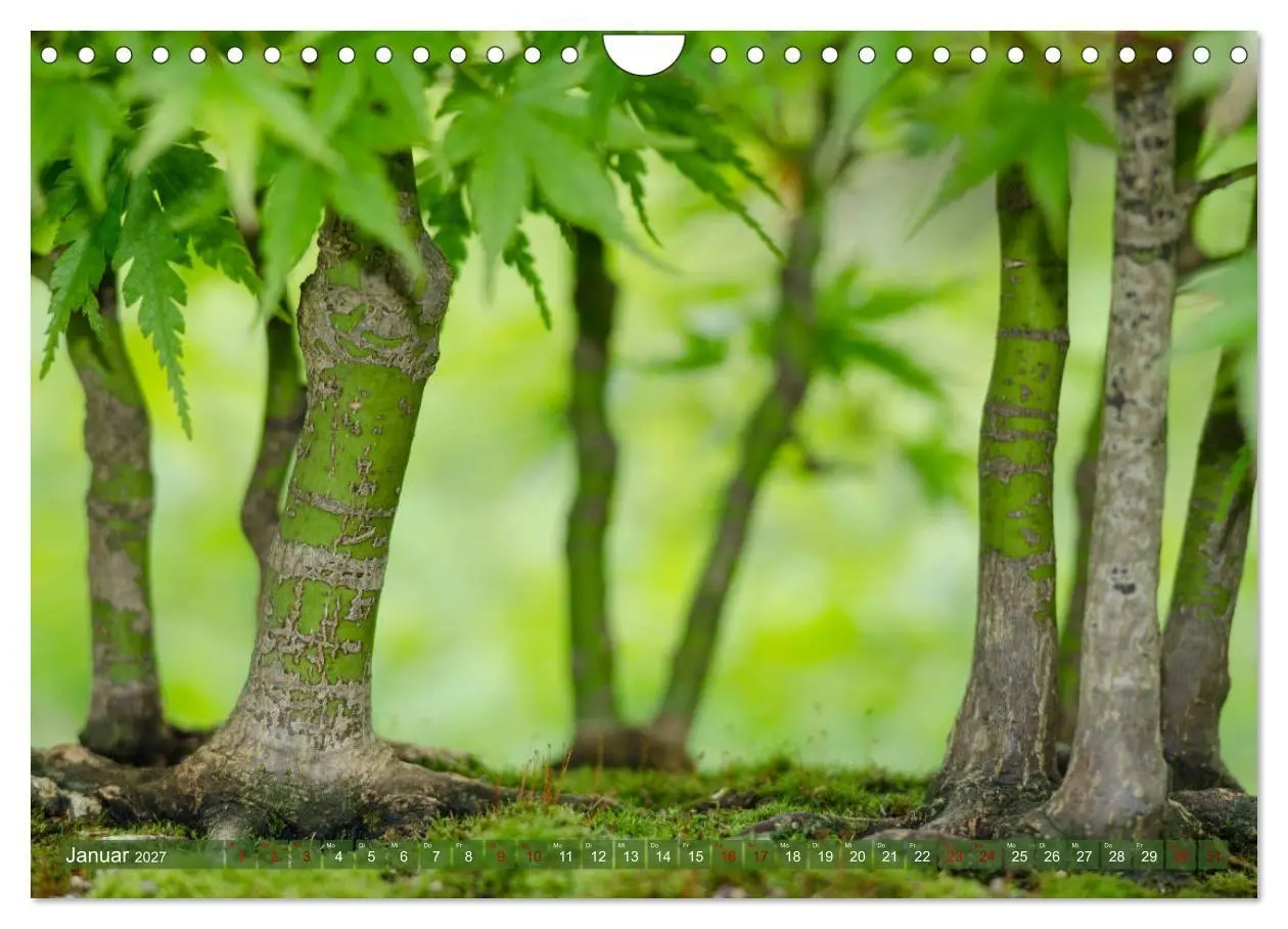 Bild: 9783569782099 | Bonsai ganz nah (Wandkalender 2027 DIN A4 quer), CALVENDO...
