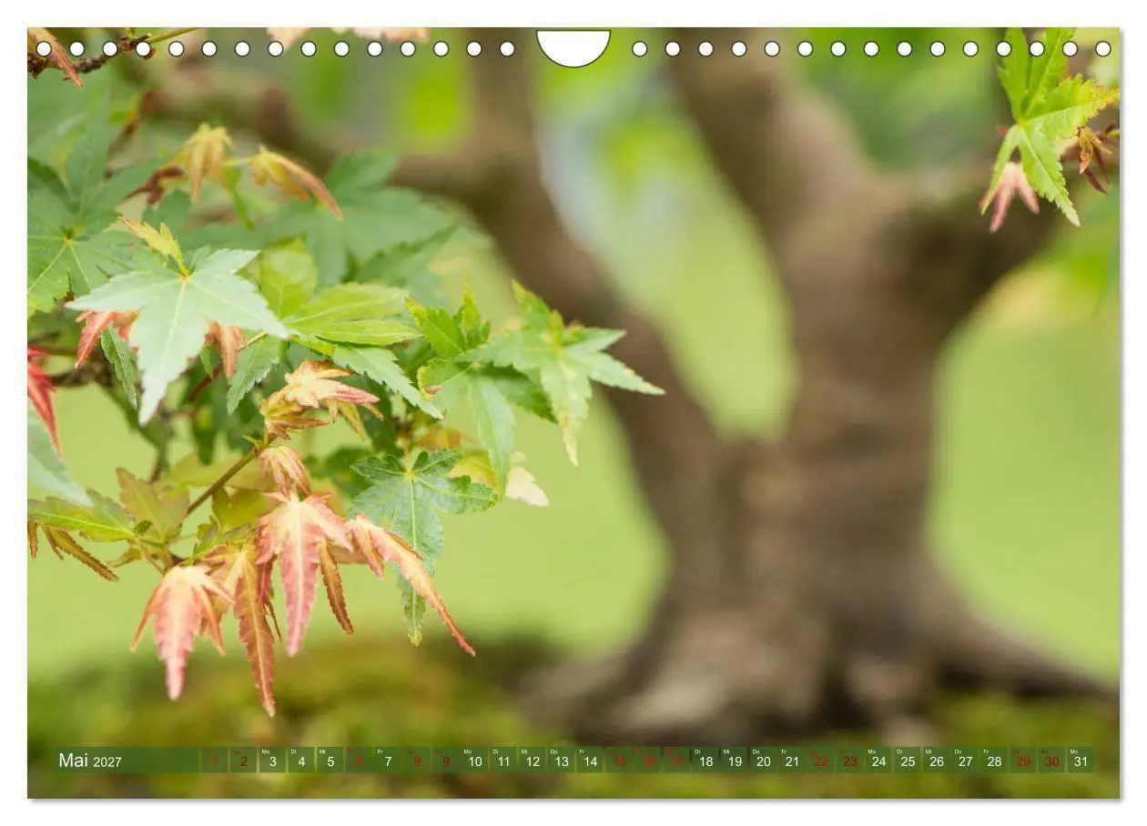 Bild: 9783569782099 | Bonsai ganz nah (Wandkalender 2027 DIN A4 quer), CALVENDO...