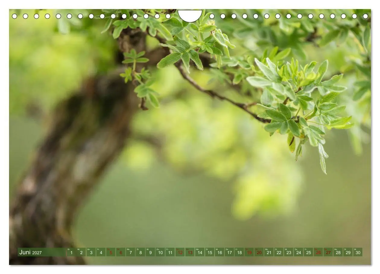 Bild: 9783569782099 | Bonsai ganz nah (Wandkalender 2027 DIN A4 quer), CALVENDO...