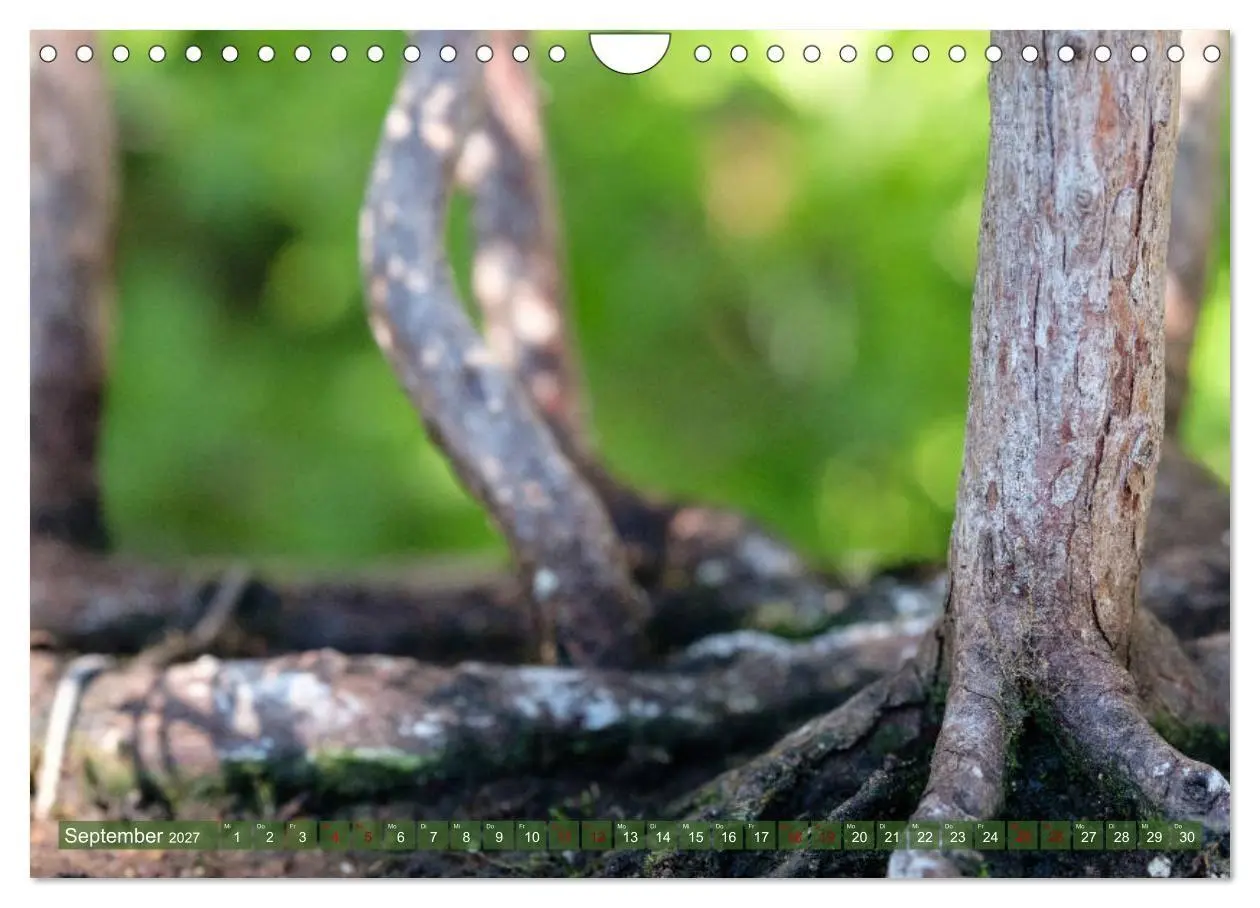 Bild: 9783569782099 | Bonsai ganz nah (Wandkalender 2027 DIN A4 quer), CALVENDO...