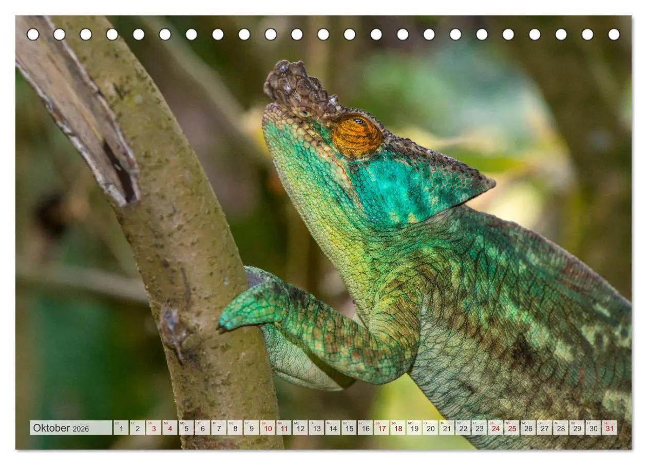 Bild: 9783457592199 | Drachen: Geheimnisvolles Tierreich (Tischkalender 2026 DIN A5...