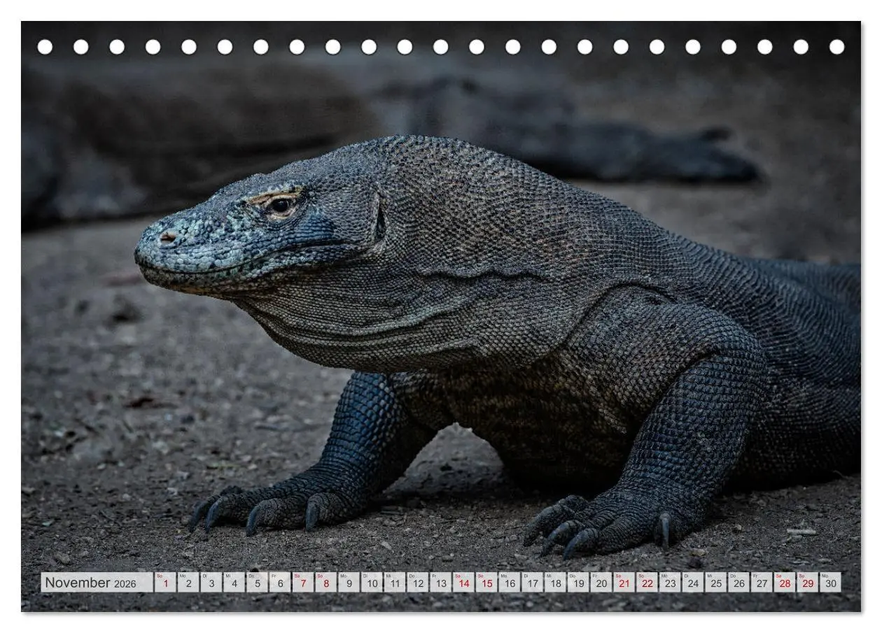 Bild: 9783457592199 | Drachen: Geheimnisvolles Tierreich (Tischkalender 2026 DIN A5...