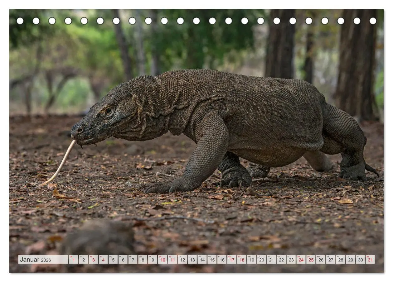 Bild: 9783457592199 | Drachen: Geheimnisvolles Tierreich (Tischkalender 2026 DIN A5...
