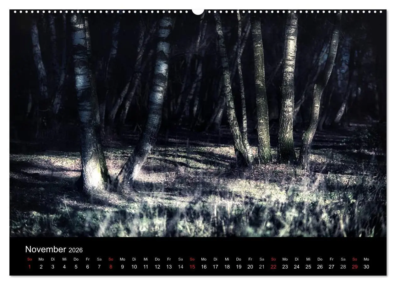 Bild: 9783457972199 | Mystische Wälder (Wandkalender 2026 DIN A2 quer), CALVENDO...
