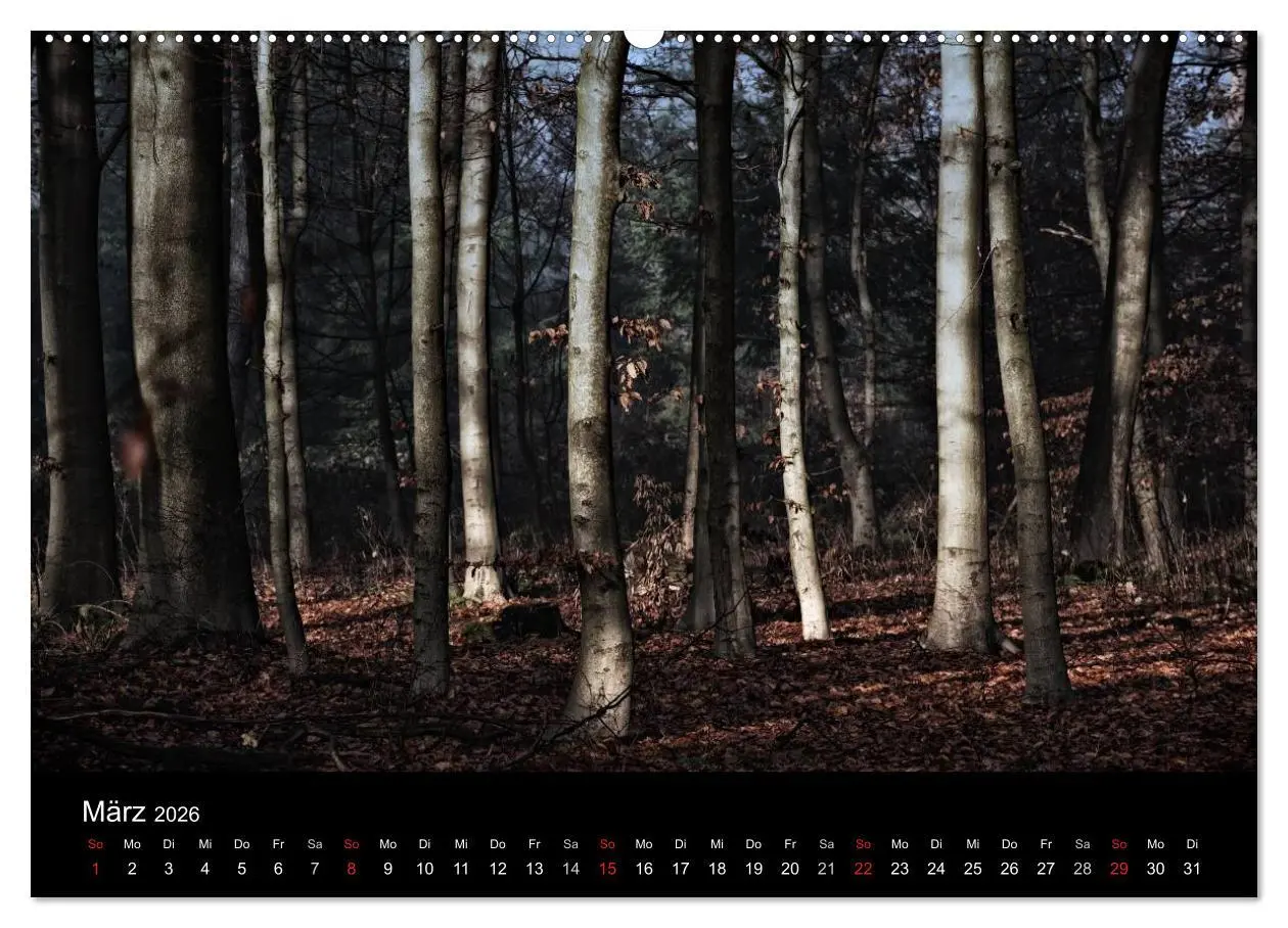 Bild: 9783457972199 | Mystische Wälder (Wandkalender 2026 DIN A2 quer), CALVENDO...