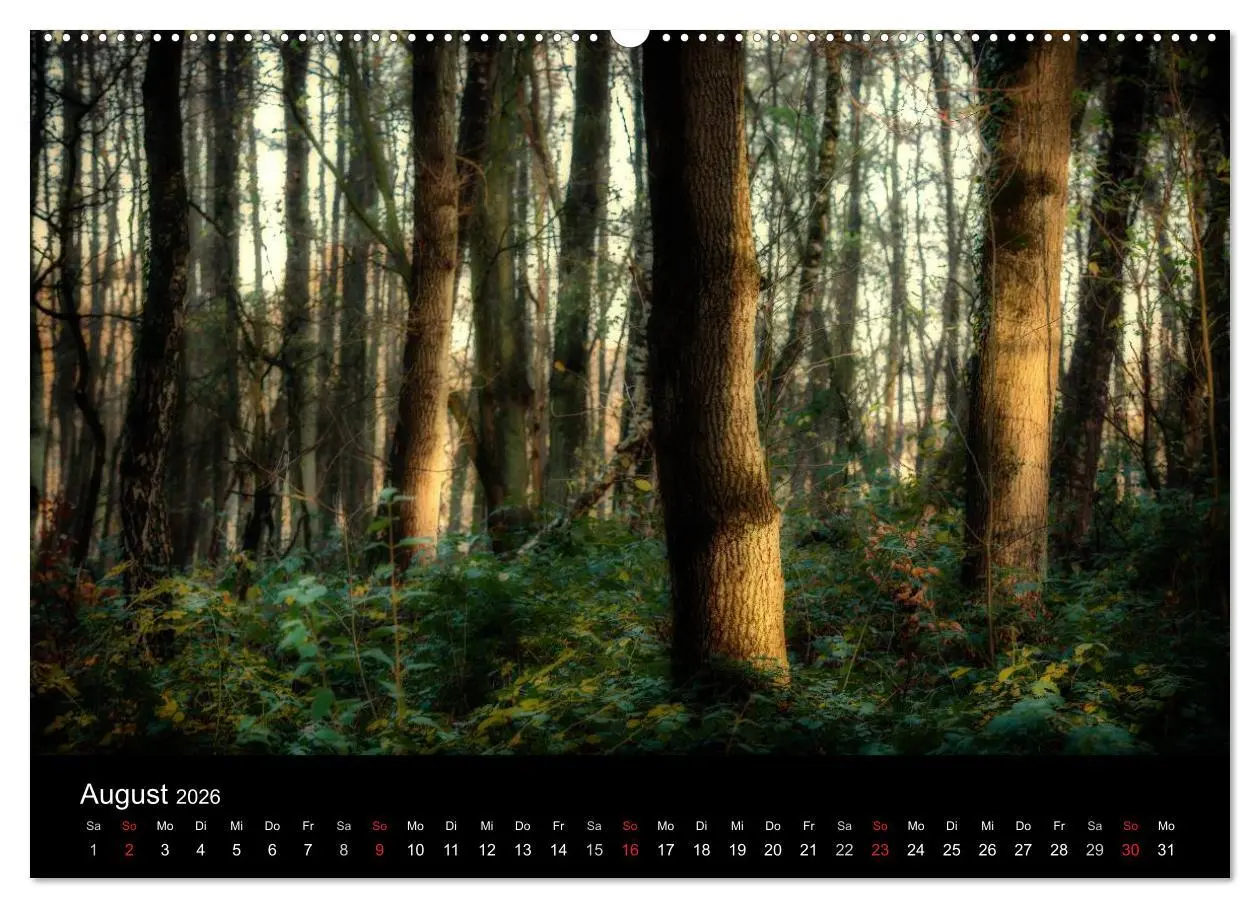 Bild: 9783457972199 | Mystische Wälder (Wandkalender 2026 DIN A2 quer), CALVENDO...