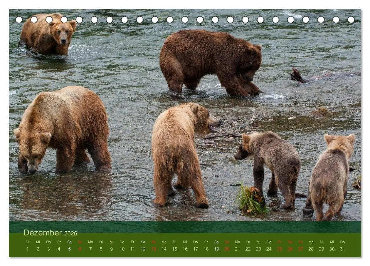 Bild: 9783516202199 | Der Bärenkalender 2026 (Tischkalender 2026 DIN A5 quer), CALVENDO...