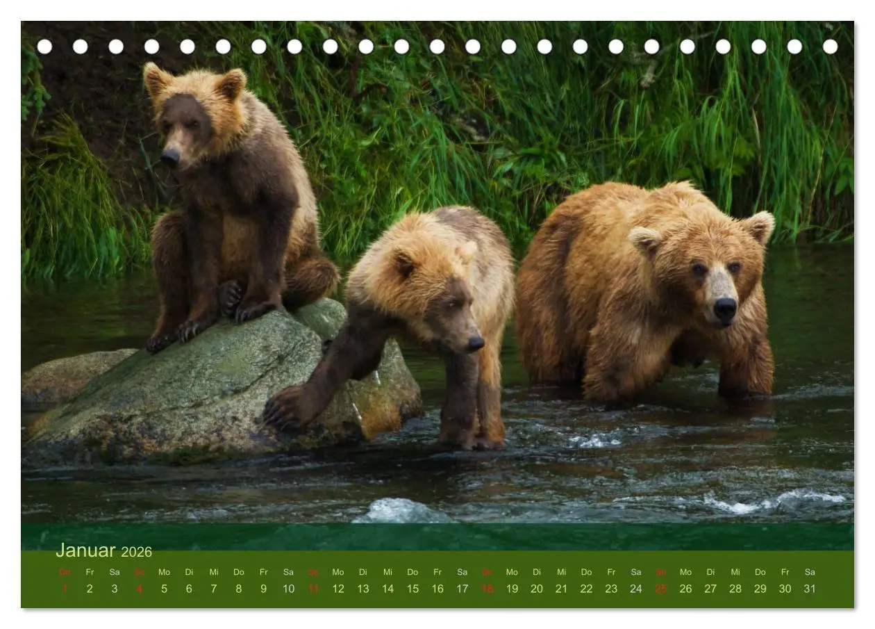 Bild: 9783516202199 | Der Bärenkalender 2026 (Tischkalender 2026 DIN A5 quer), CALVENDO...