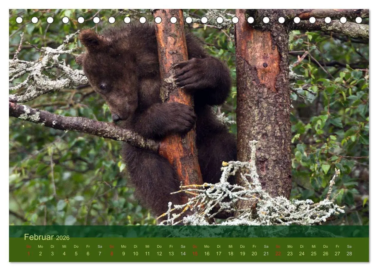 Bild: 9783516202199 | Der Bärenkalender 2026 (Tischkalender 2026 DIN A5 quer), CALVENDO...