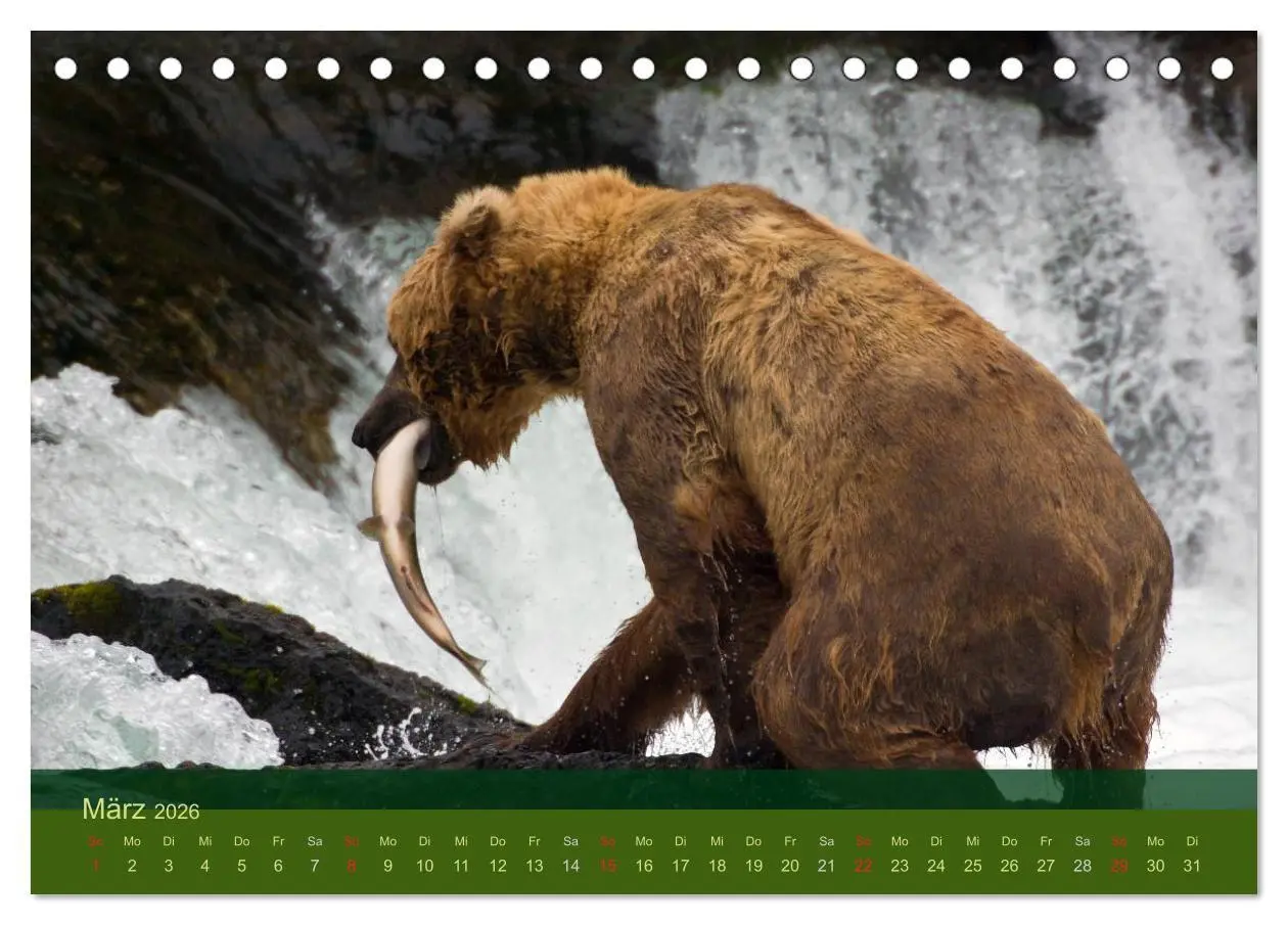 Bild: 9783516202199 | Der Bärenkalender 2026 (Tischkalender 2026 DIN A5 quer), CALVENDO...