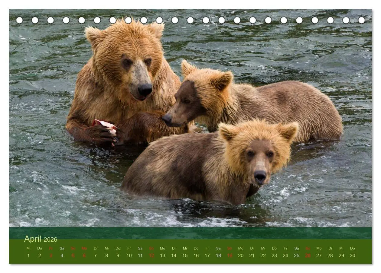 Bild: 9783516202199 | Der Bärenkalender 2026 (Tischkalender 2026 DIN A5 quer), CALVENDO...