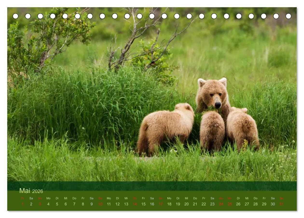 Bild: 9783516202199 | Der Bärenkalender 2026 (Tischkalender 2026 DIN A5 quer), CALVENDO...