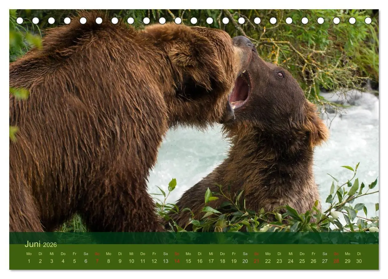 Bild: 9783516202199 | Der Bärenkalender 2026 (Tischkalender 2026 DIN A5 quer), CALVENDO...