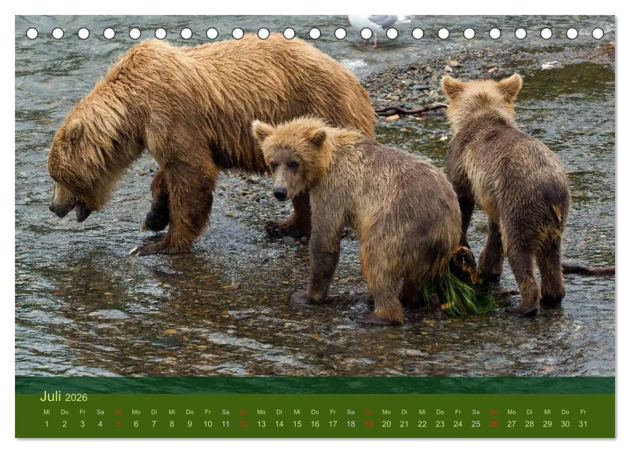 Bild: 9783516202199 | Der Bärenkalender 2026 (Tischkalender 2026 DIN A5 quer), CALVENDO...