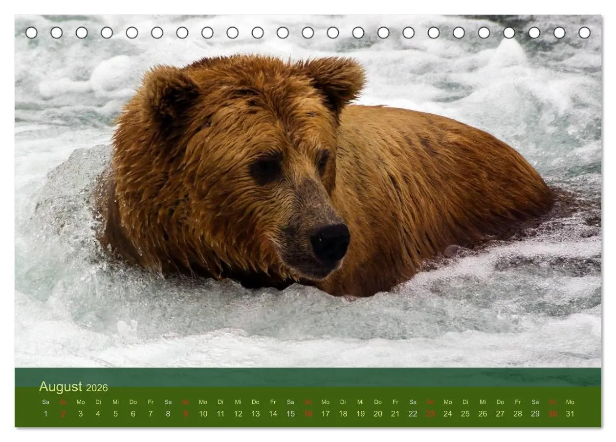 Bild: 9783516202199 | Der Bärenkalender 2026 (Tischkalender 2026 DIN A5 quer), CALVENDO...