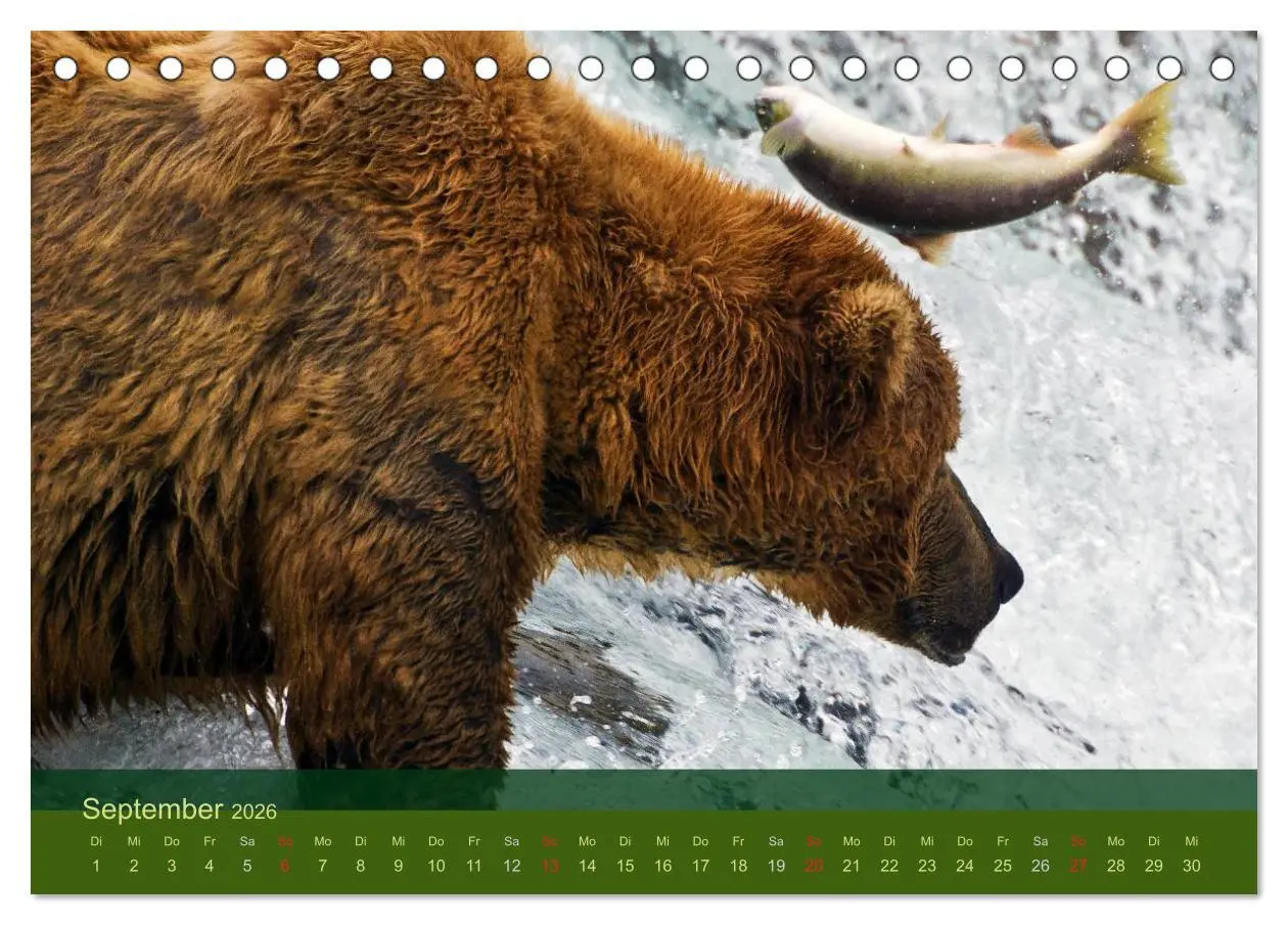 Bild: 9783516202199 | Der Bärenkalender 2026 (Tischkalender 2026 DIN A5 quer), CALVENDO...