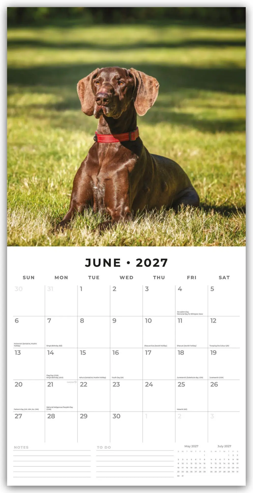 Bild: 9781837012299 | German Shorthaired Pointers - Deutscher Kurzhaar - Deutscher...