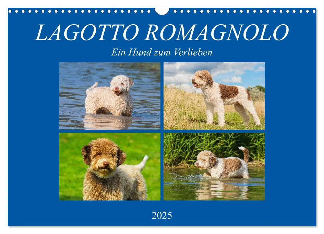 Cover: 9783435312399 | Lagotto Romagnolo - Ein Hund zum Verlieben (Wandkalender 2025 DIN...