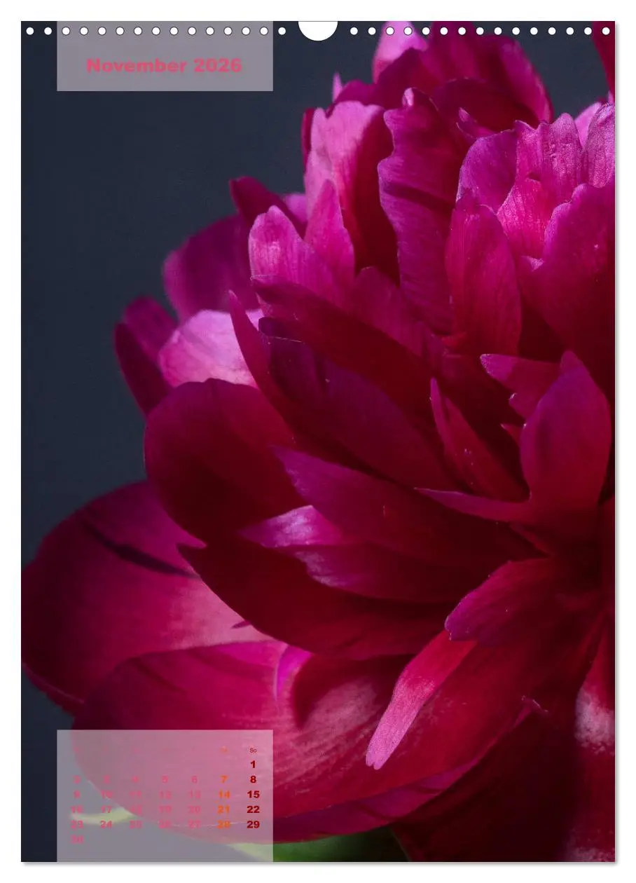 Bild: 9783516422399 | Die Königin der Rosen (Wandkalender 2026 DIN A3 hoch), CALVENDO...