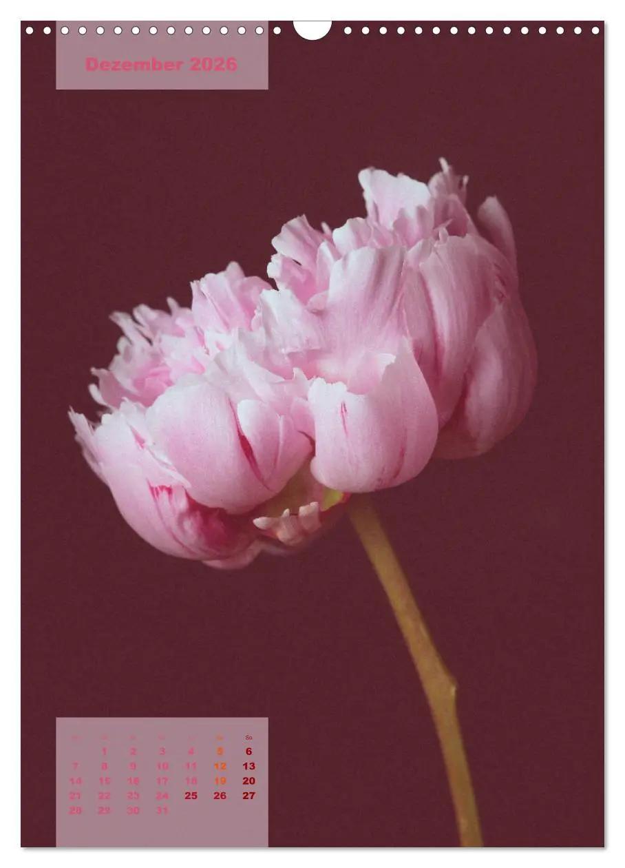 Bild: 9783516422399 | Die Königin der Rosen (Wandkalender 2026 DIN A3 hoch), CALVENDO...