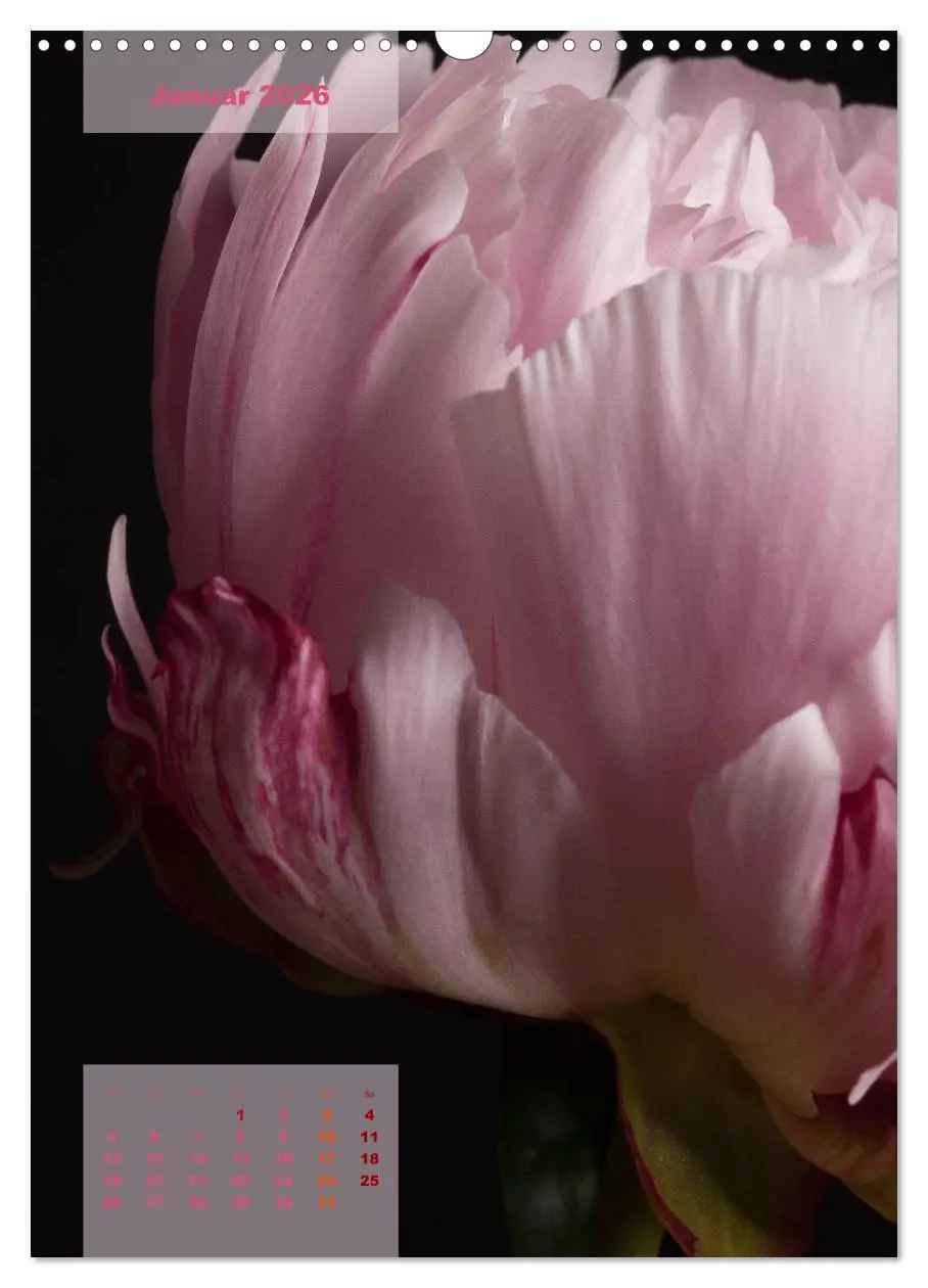 Bild: 9783516422399 | Die Königin der Rosen (Wandkalender 2026 DIN A3 hoch), CALVENDO...