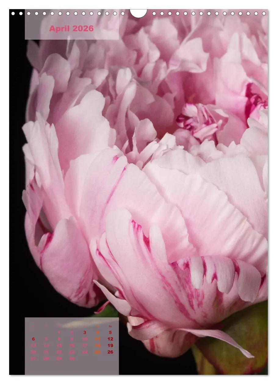 Bild: 9783516422399 | Die Königin der Rosen (Wandkalender 2026 DIN A3 hoch), CALVENDO...