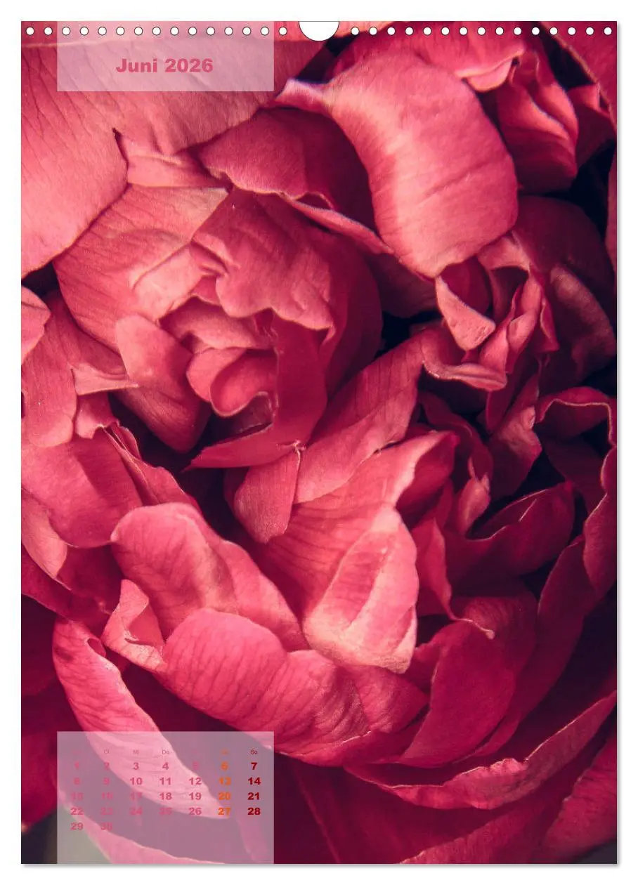 Bild: 9783516422399 | Die Königin der Rosen (Wandkalender 2026 DIN A3 hoch), CALVENDO...