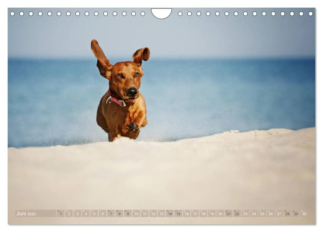 Bild: 9783435392599 | Die Dackel daggeln.... (Wandkalender 2025 DIN A4 quer), CALVENDO...