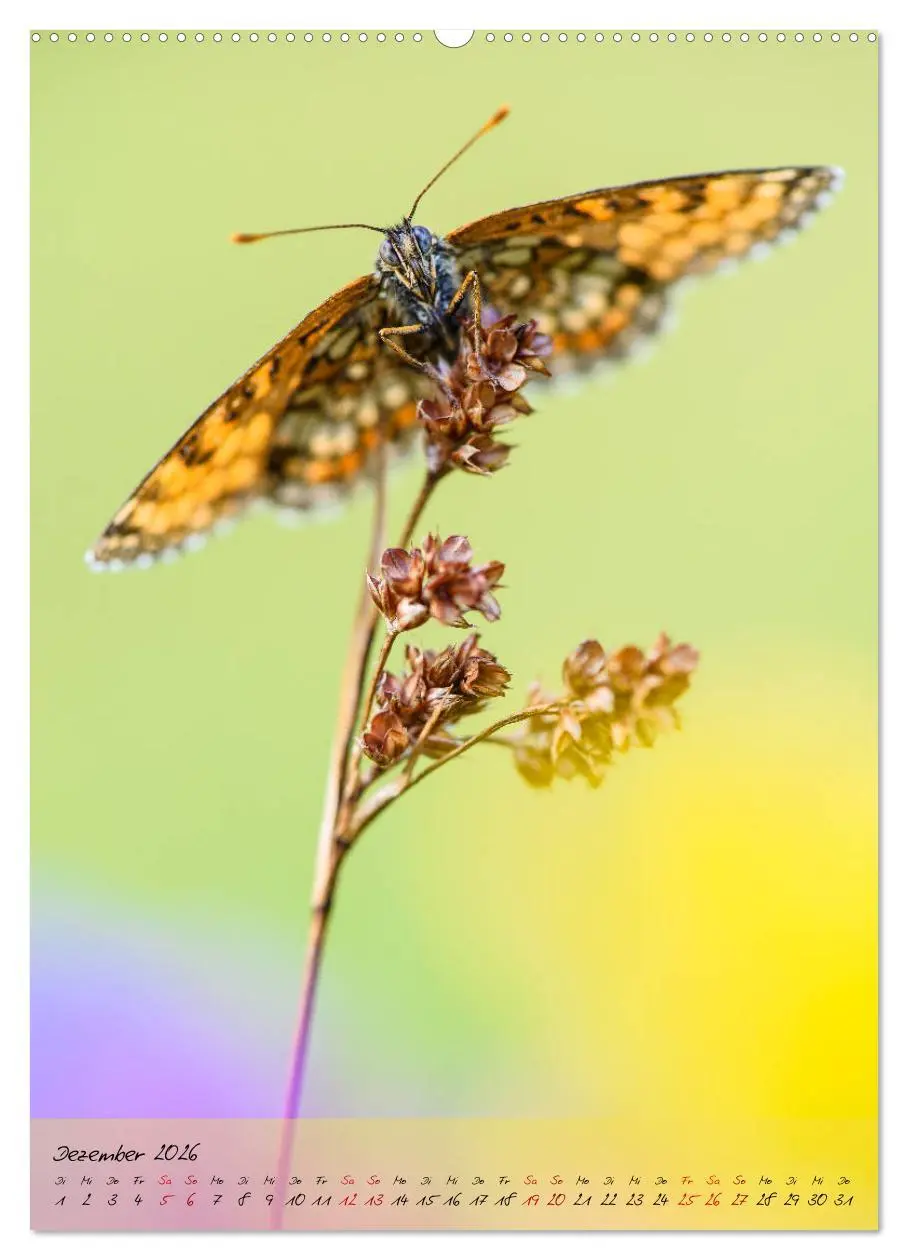Bild: 9783516402599 | Kunterbuntes Gartenleben - Schmetterlinge in Gärten und Parks...