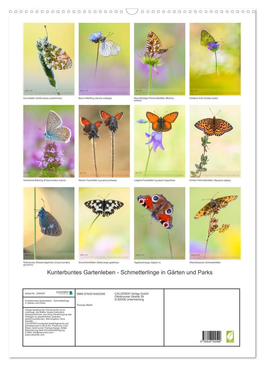 Bild: 9783516402599 | Kunterbuntes Gartenleben - Schmetterlinge in Gärten und Parks...