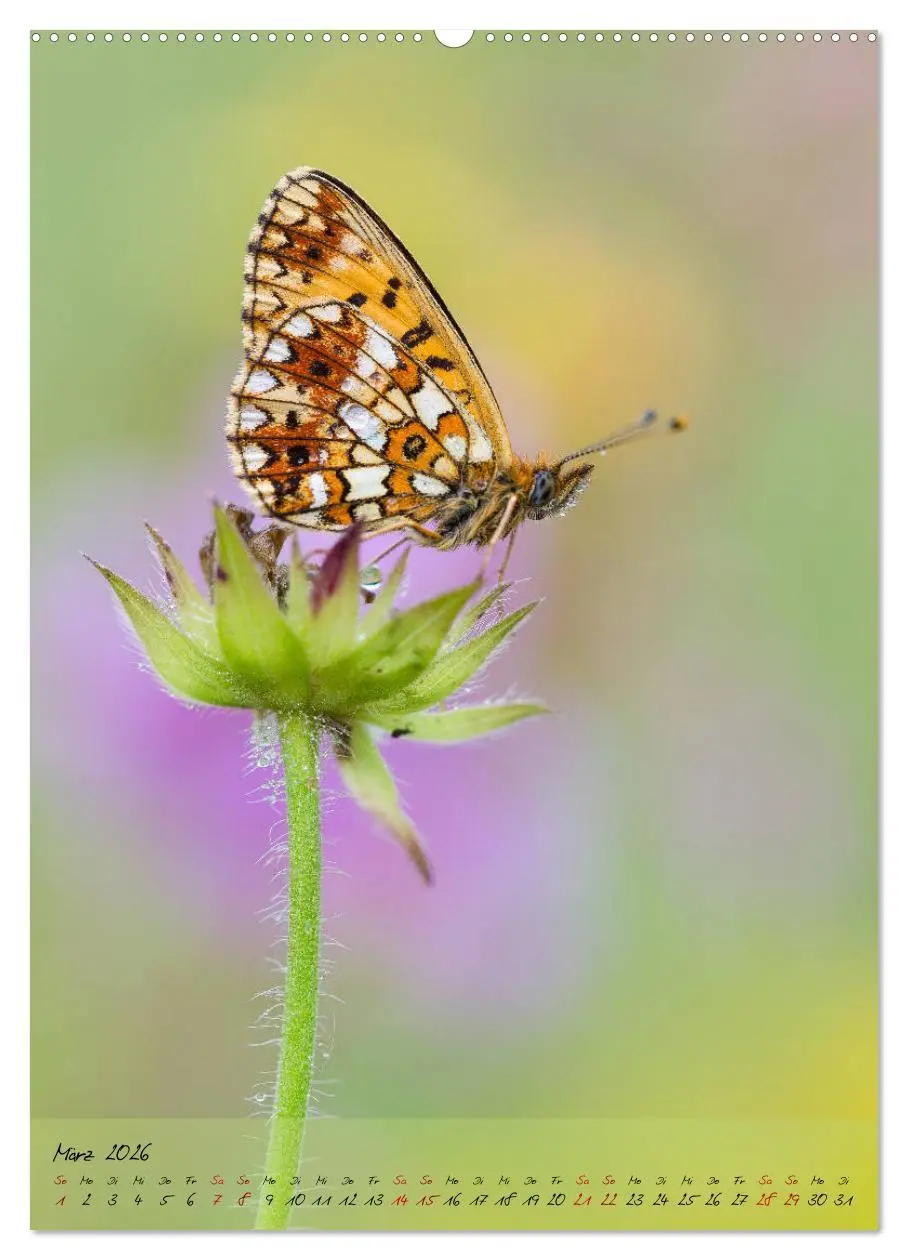 Bild: 9783516402599 | Kunterbuntes Gartenleben - Schmetterlinge in Gärten und Parks...