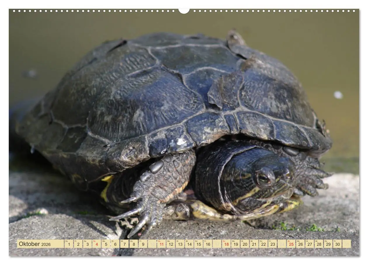 Bild: 9783516182699 | Schildkröten - Gepanzerte Urzeitwesen (hochwertiger Premium...