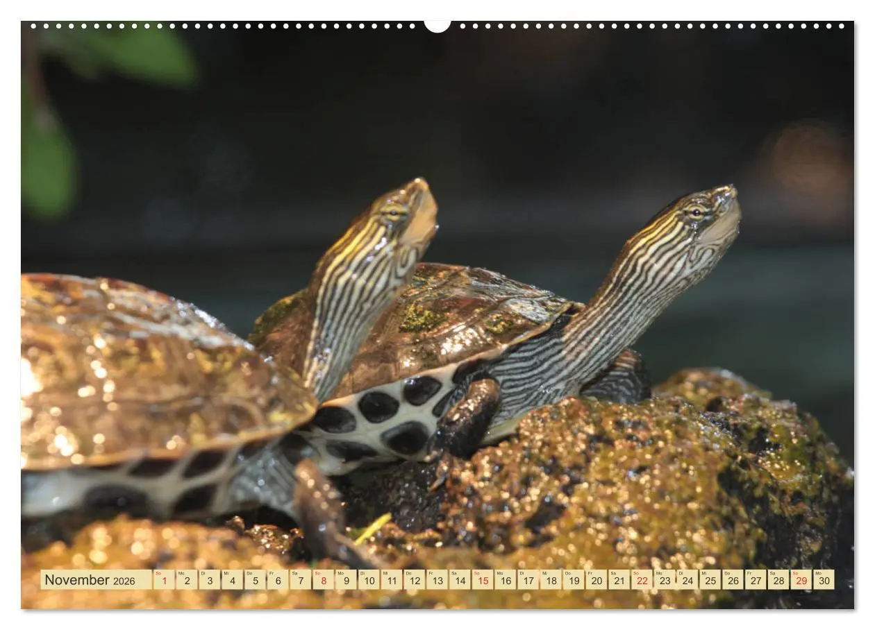 Bild: 9783516182699 | Schildkröten - Gepanzerte Urzeitwesen (hochwertiger Premium...