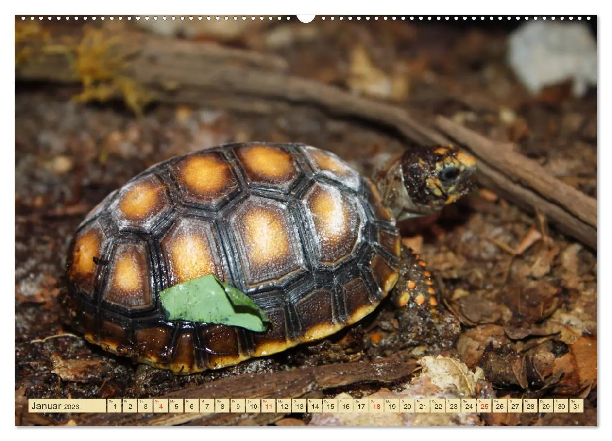 Bild: 9783516182699 | Schildkröten - Gepanzerte Urzeitwesen (hochwertiger Premium...