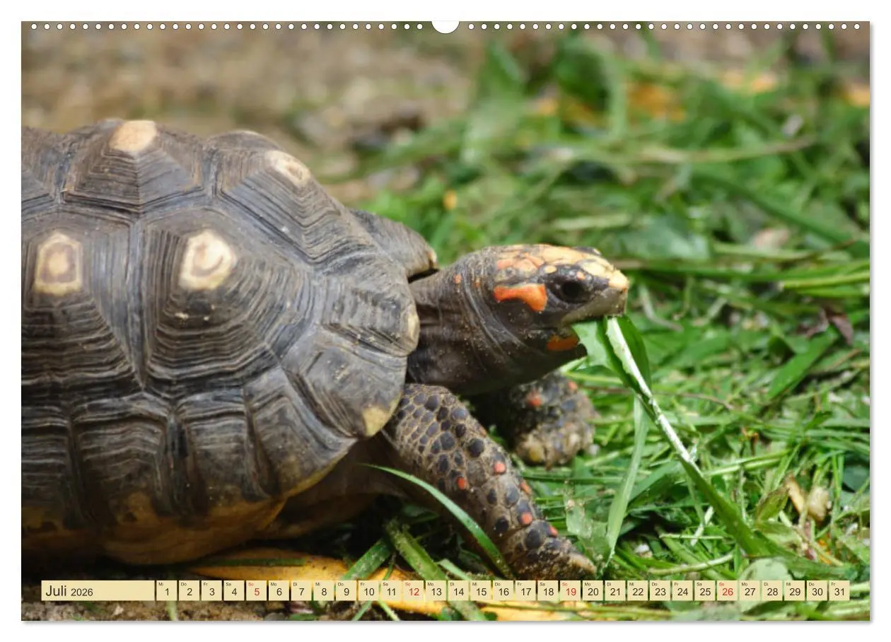 Bild: 9783516182699 | Schildkröten - Gepanzerte Urzeitwesen (hochwertiger Premium...