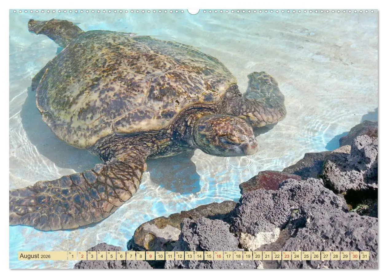 Bild: 9783516182699 | Schildkröten - Gepanzerte Urzeitwesen (hochwertiger Premium...