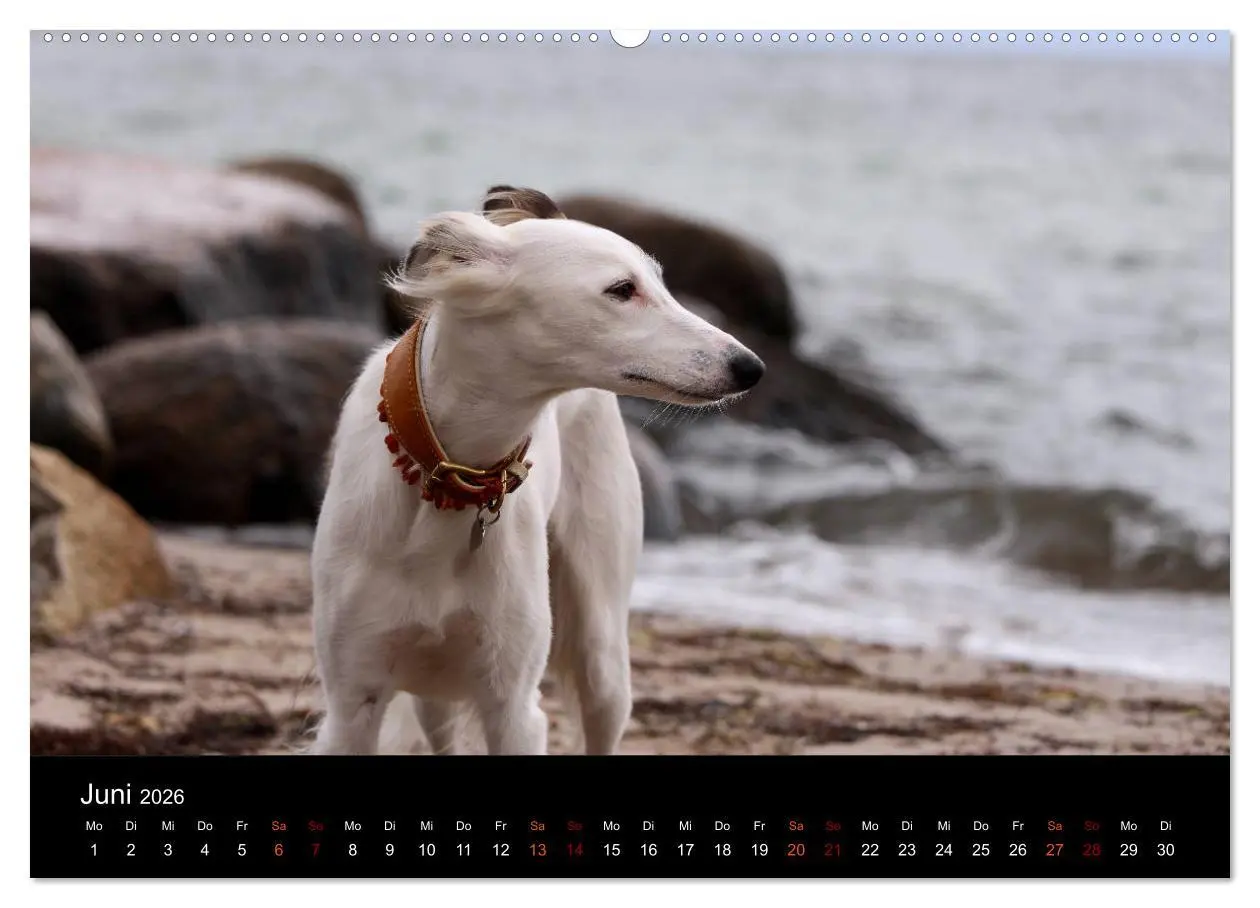 Bild: 9783457762899 | Der Silken Windsprite - ein Seelenhund (hochwertiger Premium...